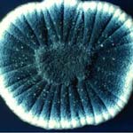 Ascomycete of euphelis oryzae